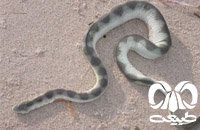 گونه مار دریایی افعی شکل Viperine Sea Snake